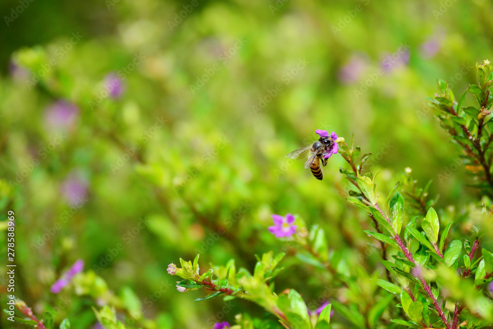 flying bees are looking for nectar flying bees are looking for nectar