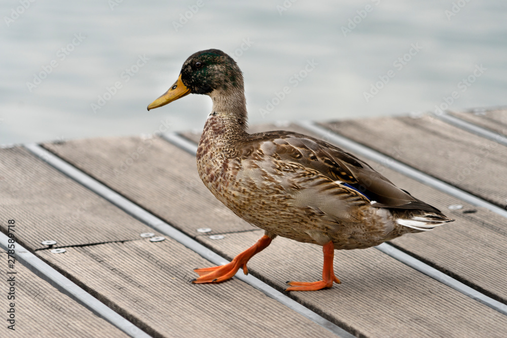 Obraz premium Ente.