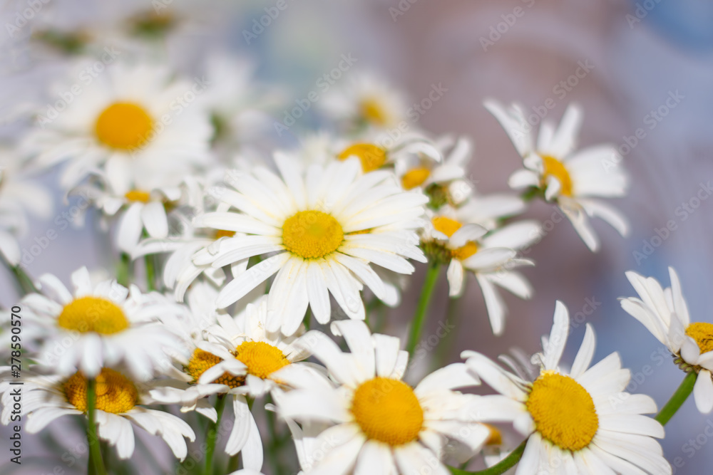 Bouquet of flowers of daisies, selective focus, natural background