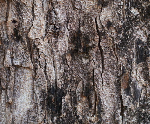 Close-up view of tree bark