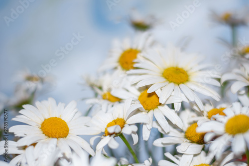 Bouquet of flowers of daisies  selective focus  natural background