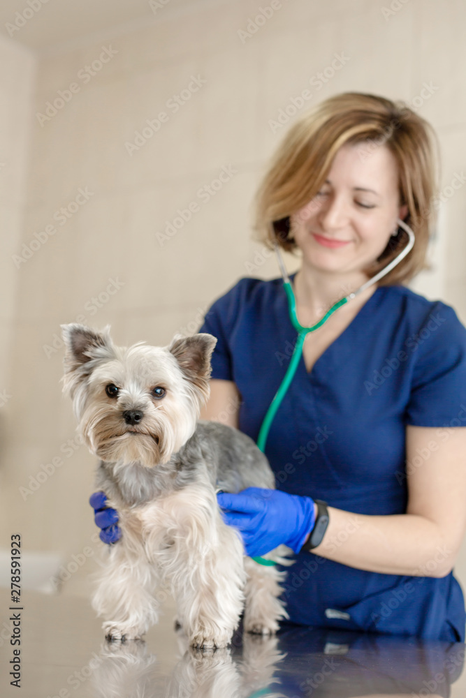 Beautiful doctor vet small cute dog breed Yorkshire Terrier with a stethoscope in a veterinary clinic..Happy dog on medical examination..Blurred background of the veterinary hospital