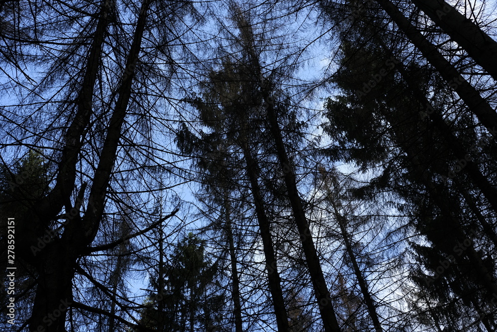 Obraz premium Forest dieback