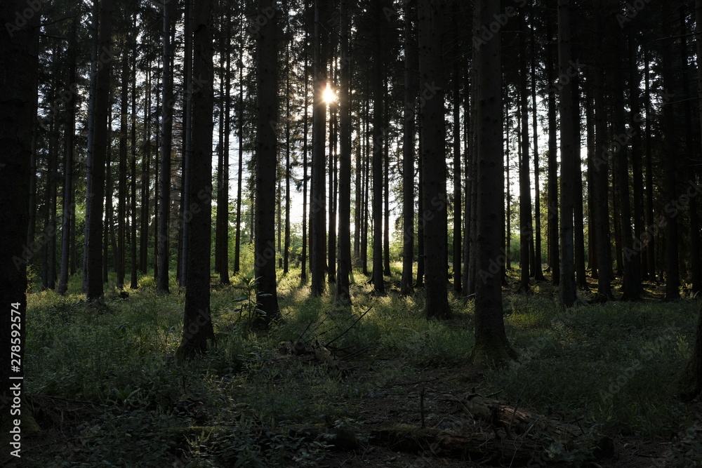 Conifer forest scenic view sunlight Conifer forest scenic view sunlight