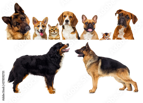 portrait of dogs looking on a white background