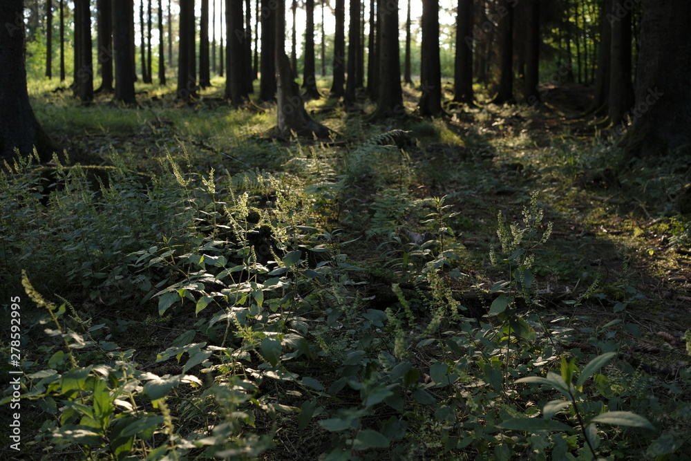 Obraz premium Forest evening scnenery