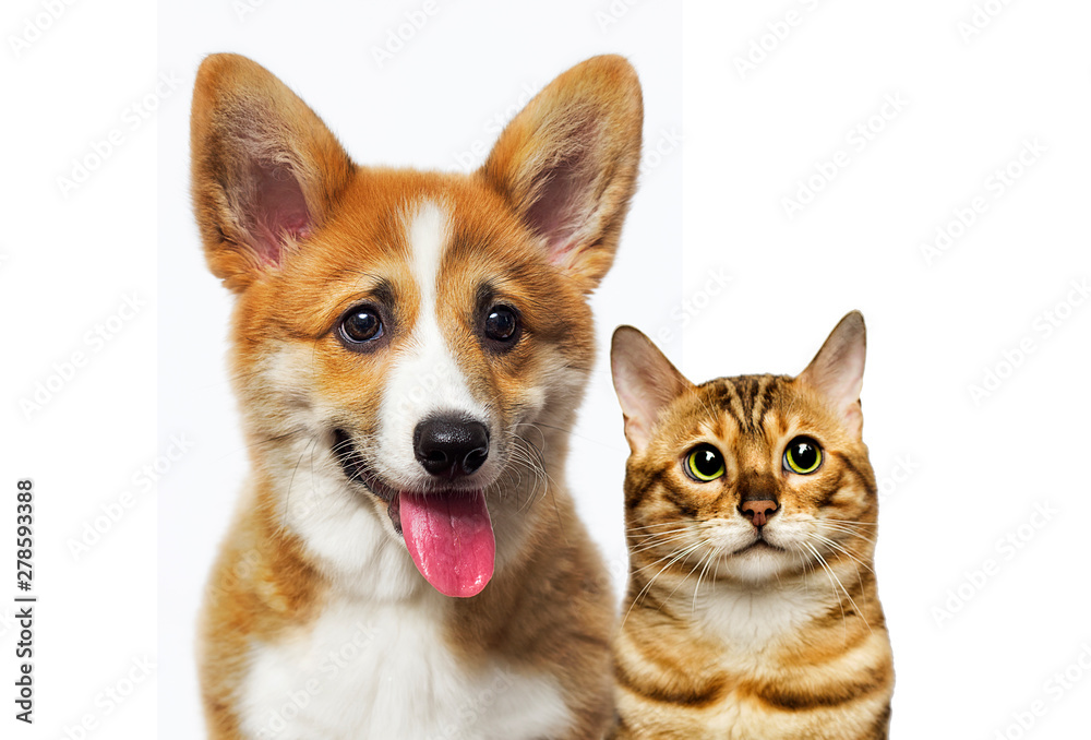 cat and dog look on a white background