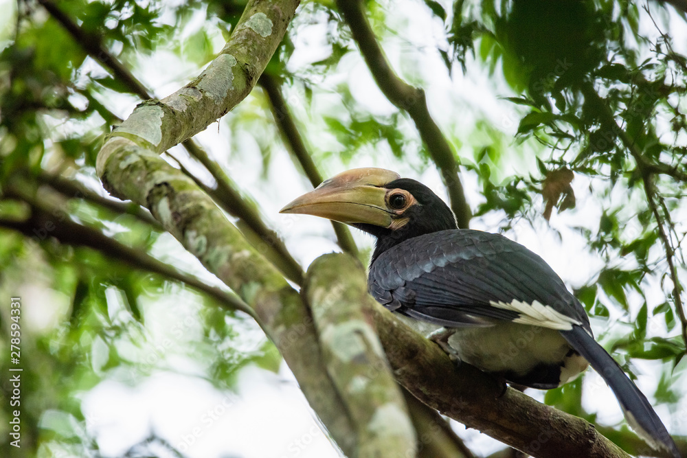 Oriental pied hornbill(Anthracoceros albirostris) stair at us on the branch in nature Oriental pied hornbill(Anthracoceros albirostris) stair at us on the branch in nature
