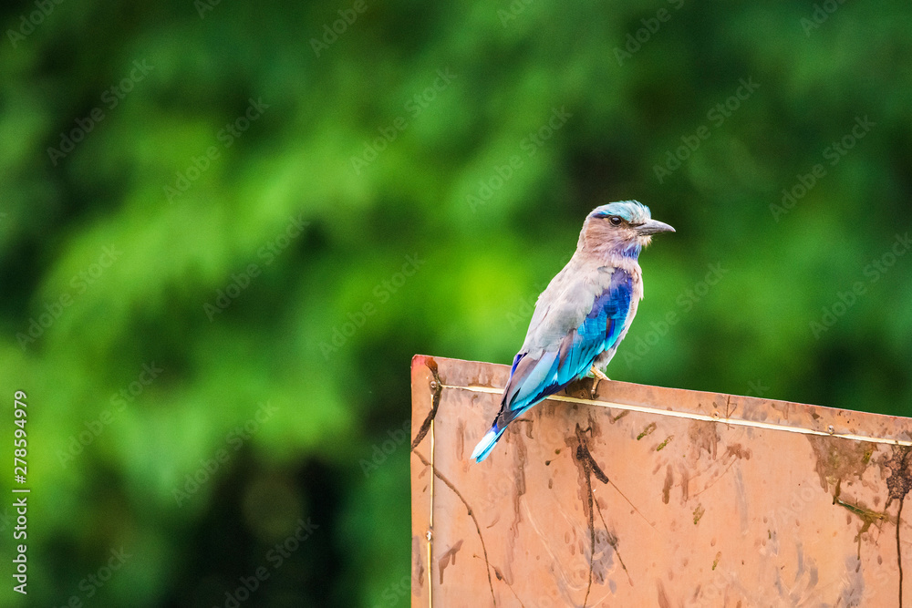 Indian roller(Coracias benghalensis) with green background