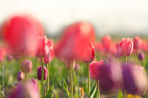 Field with fresh beautiful tulips. Blooming flowers