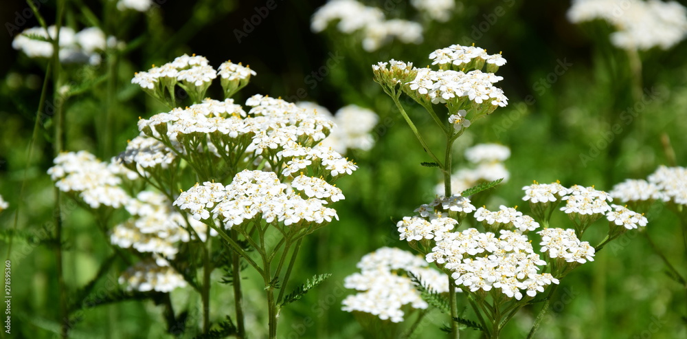 Gebirgsschafgarbe - Schafgarbe - Heilpflanze - Heilkraut Gebirgsschafgarbe - Schafgarbe - Heilpflanze - Heilkraut