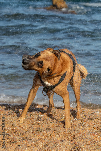 Brown dog after swimming dries itself