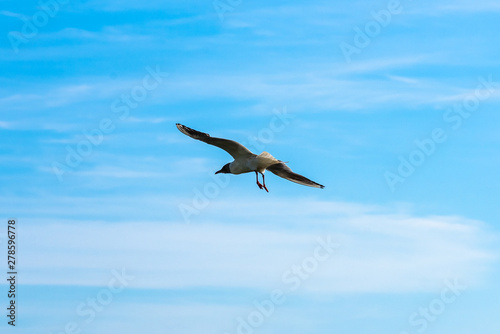 seagull flying in the blue sky © марина кадырова