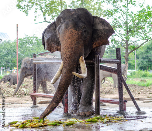 Asian elephants have beautiful tusks, chained, eating food in elephant camps.