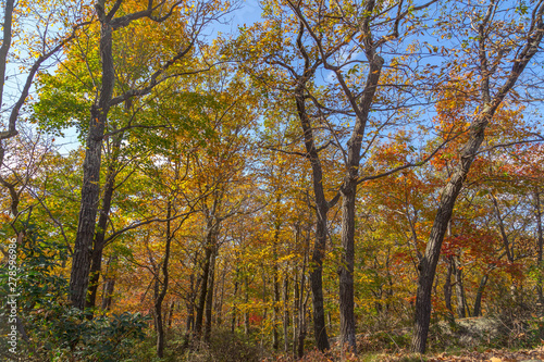 Bear Mountain Part, New York, with autumn colors at October © jptinoco