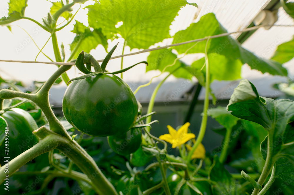 Fototapeta premium Tomato plants and cucumber plants in a small greenhouse in the garden. Focus on the tomato plant Concept: healthy diet or vegetables