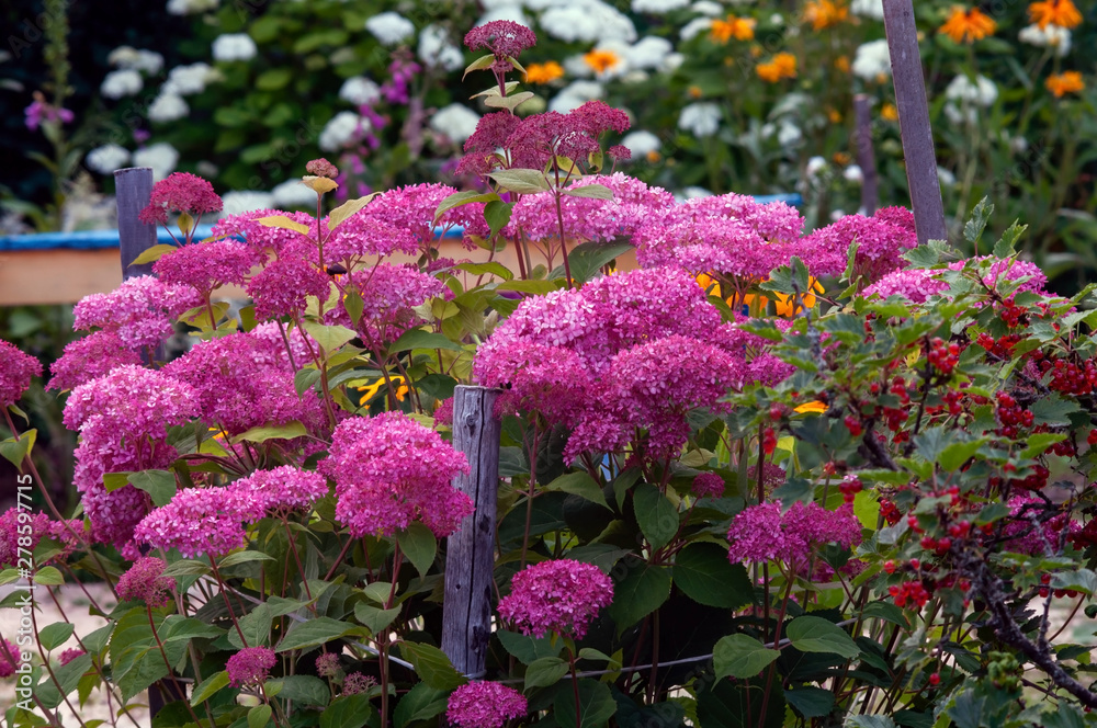 Obraz premium Large pink hydrangea inflorescences in summer, in the midst of flowering
