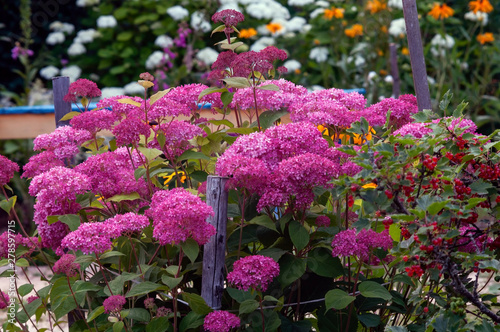 Large pink hydrangea inflorescences in summer, in the midst of flowering