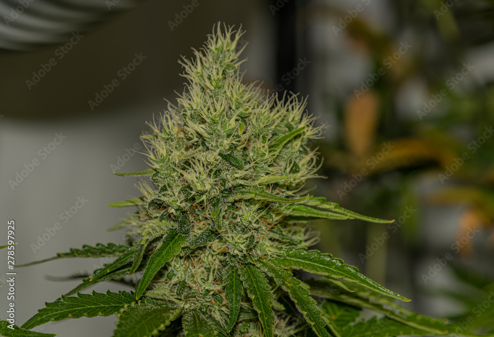 Ripe bloom of Amherst Sour Diesel variety in case under light Ripe bloom of Amherst Sour Diesel variety in case under light