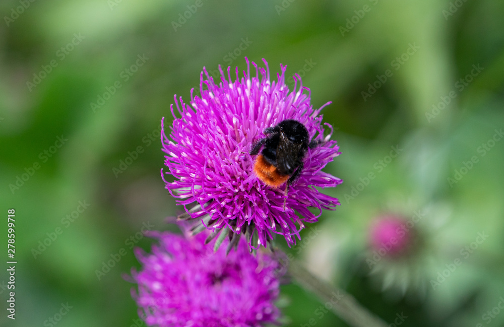bumble bee on a flower bumble bee on a flower