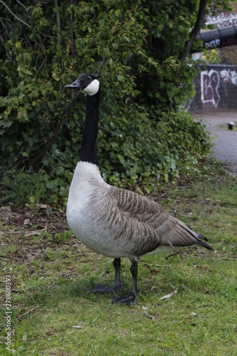 close up canada goose