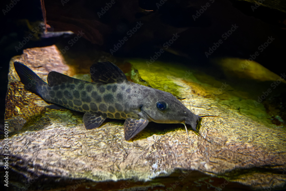 30 Best Poisson Chat Images Stock Photos Vectors Adobe Stock 30 Best Poisson Chat Images Stock Photos Vectors Adobe Stock