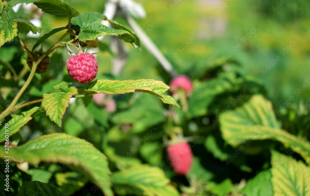 Ripe raspberry on a bush in the garden on a sunny day Ripe raspberry on a bush in the garden on a sunny day