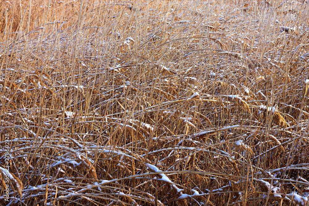 Fototapeta premium Bright yellow dry grass covered with white snow, natural background