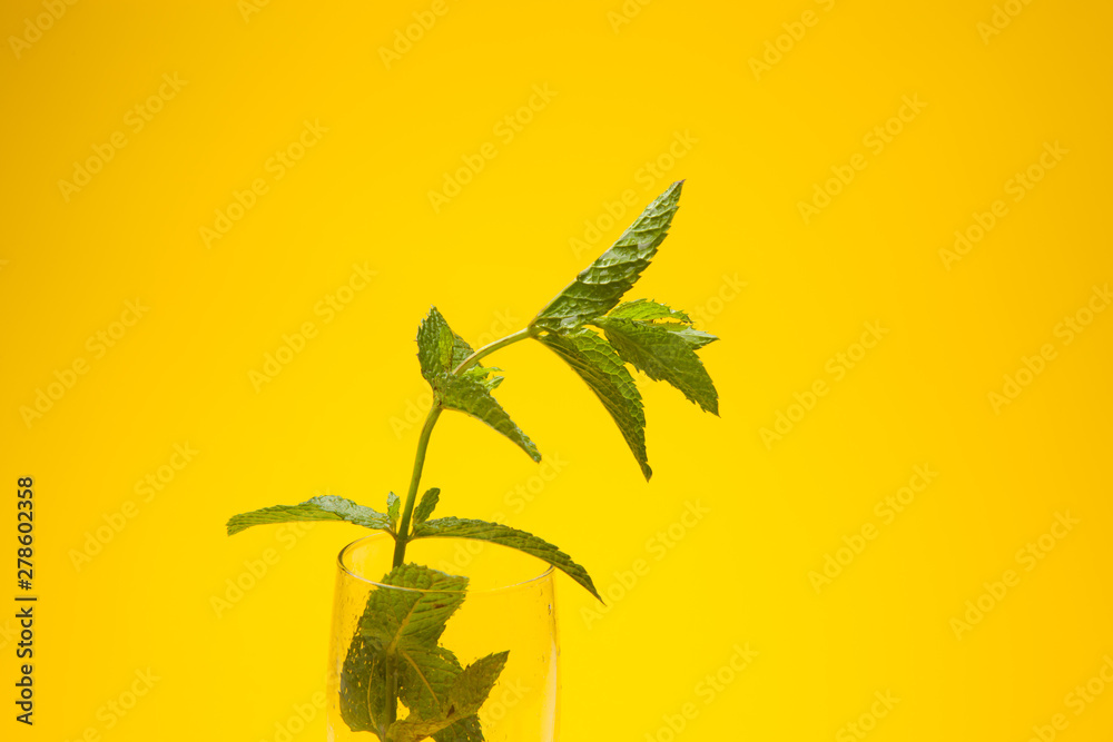 Hojas de menta, de gran aroma