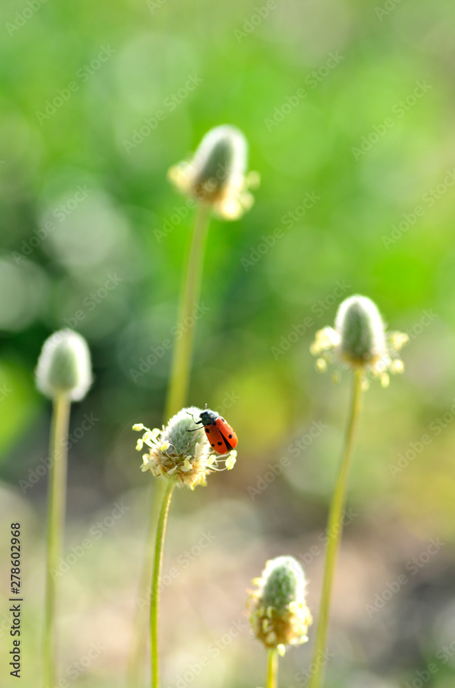 ladybug on satellite ladybug on satellite