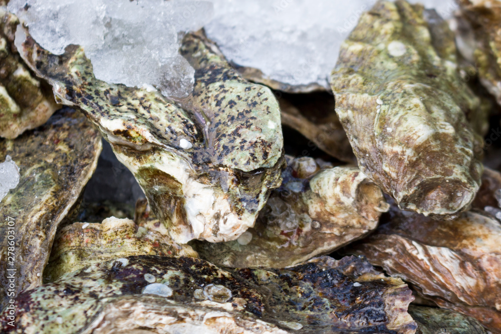 Oyster shells with ice