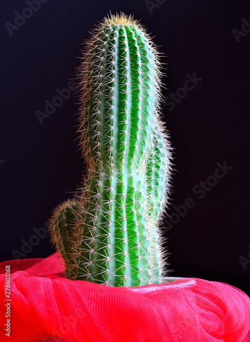 cactus with red bow