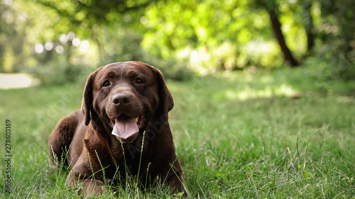 Chocolate Labrador Retriever dog lying on green grass in park. Space for text