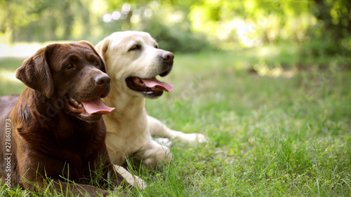 Cute Labrador Retriever dogs on green grass in summer park. Space for text photo