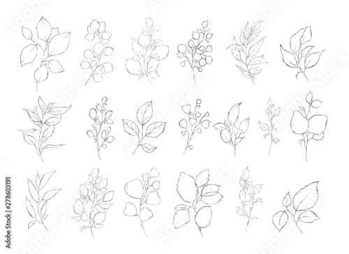 Set of floral silver leaves herbs plants isolated on white background