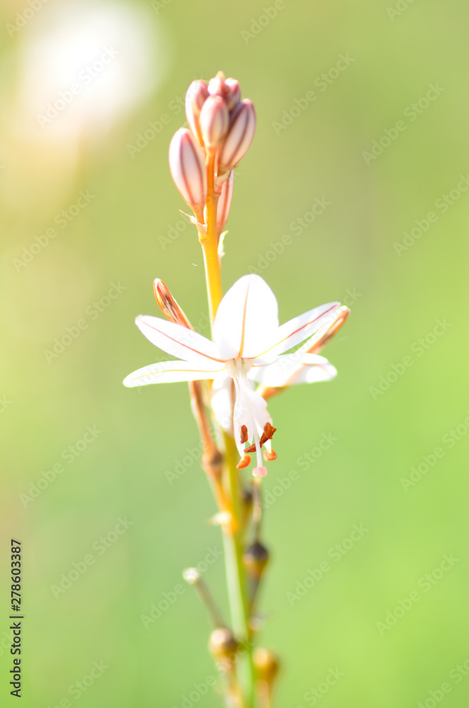 Naklejka premium the tutu faith the ballerina