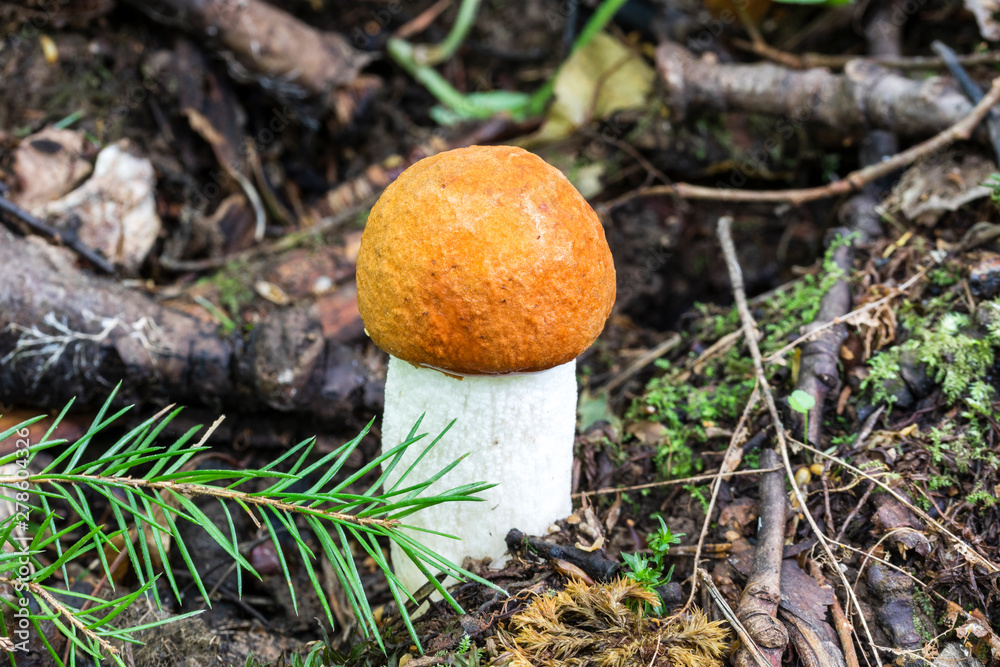 Bright Red Mushroom with a green fir-tree branch and forest background Bright Red Mushroom with a green fir-tree branch and forest background