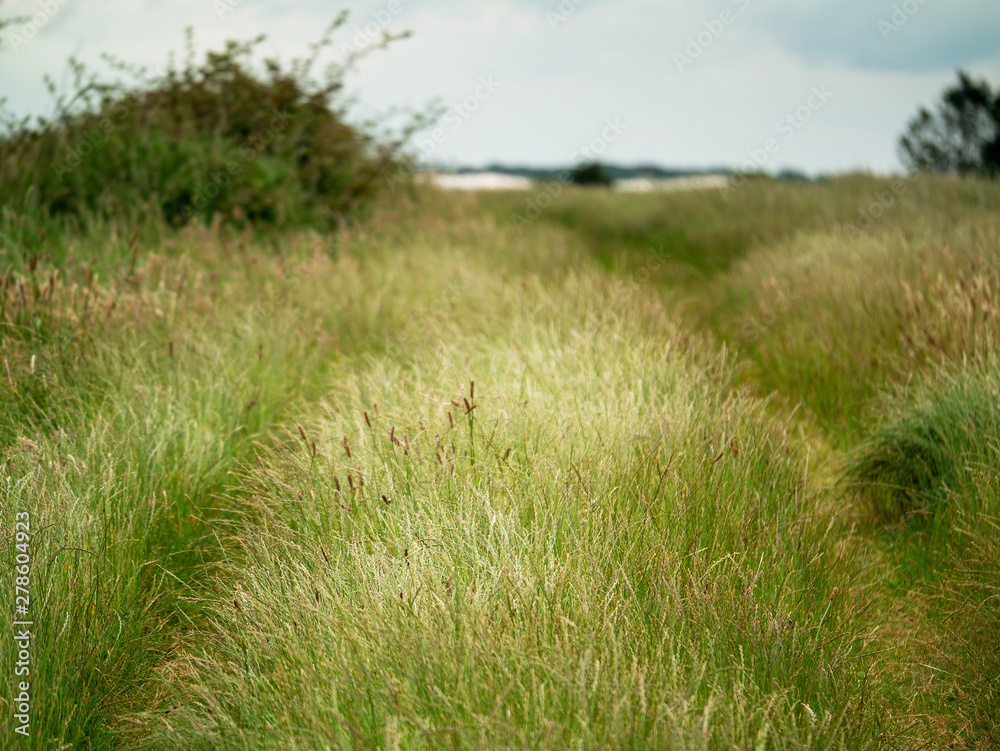 Path in a field, Tall grass, cloudy sky, Summer nature landscape.