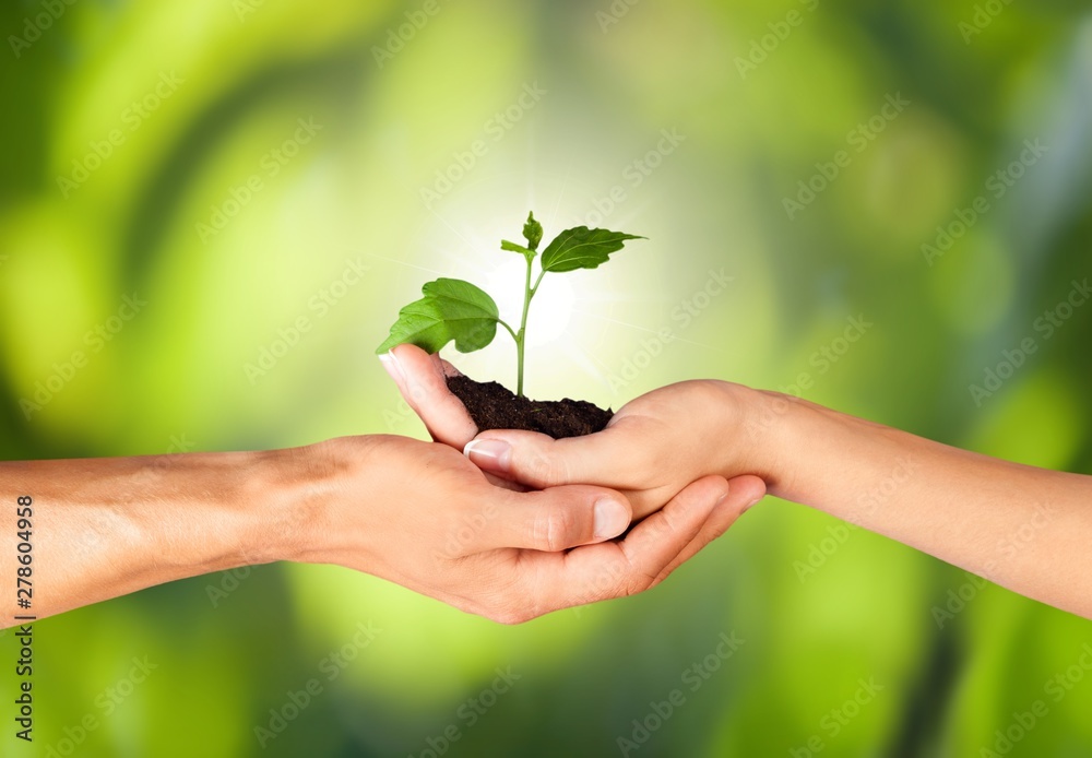 Hands of young beautiful couple holding little green plant Hands of young beautiful couple holding little green plant