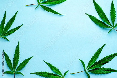Fresh leaves of hemp on a blue background with copy space. Top view.