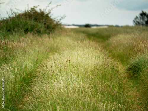 Path in a field, Tall grass, cloudy sky, Summer nature landscape.