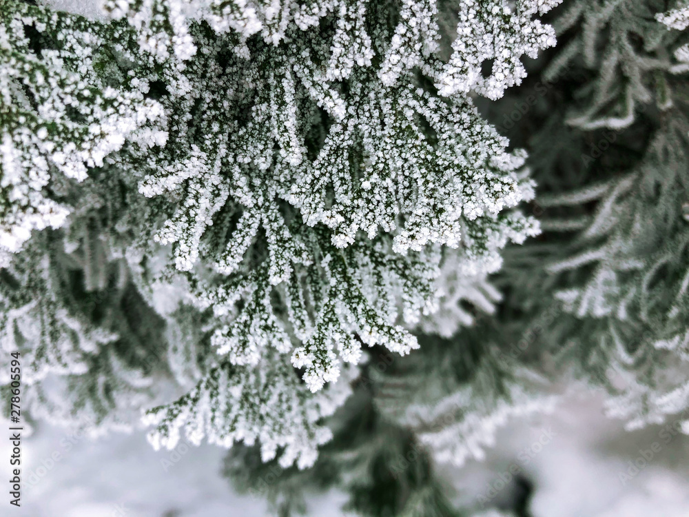 The branches of a coniferous tree in the frost after the fog. Beautiful winter time.