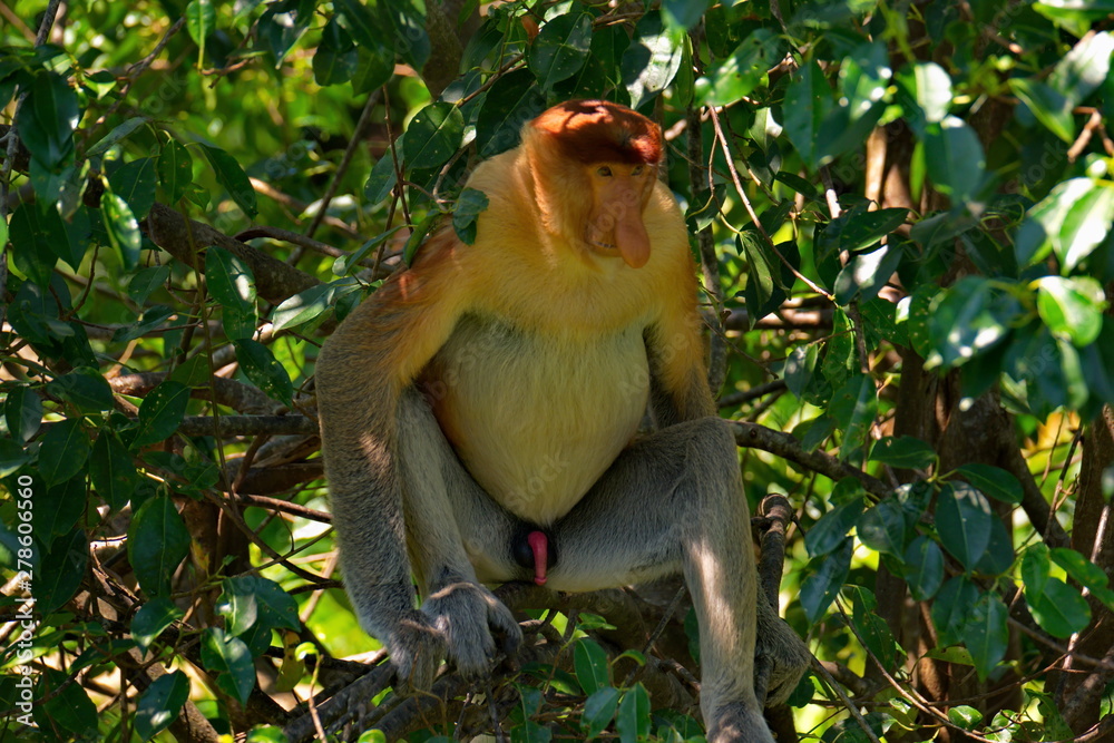 Fototapeta premium Malaysia. The long-nosed monkey or kahau (lat. Nasalis larvatus) — a species of primates from the subfamily of thin-bodied monkeys in the family of monkeys. 