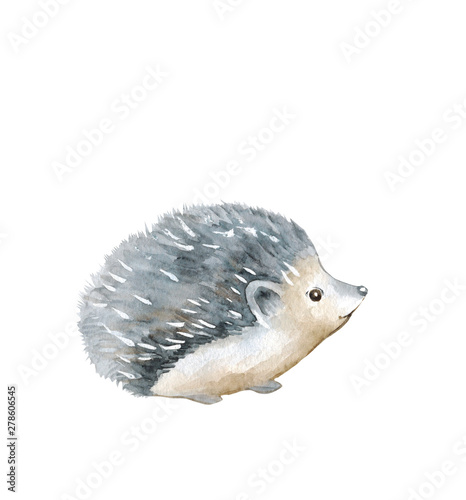 Watercolor illustration of a hedgehog