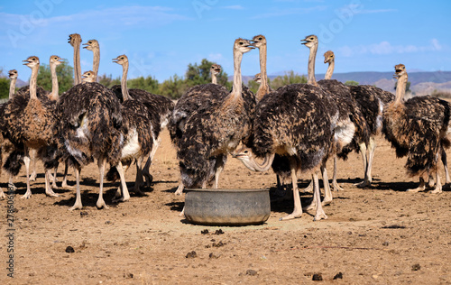 Large group of ostriches on a farm surrounding feeding pail. Birds are looking towards various directions photo