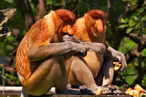 Malaysia. The long-nosed monkey or kahau (lat. Nasalis larvatus) — a species of primates from the subfamily of thin-bodied monkeys in the family of monkeys.  photo