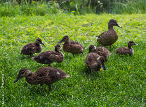 Ducklings on green grass. Natural background