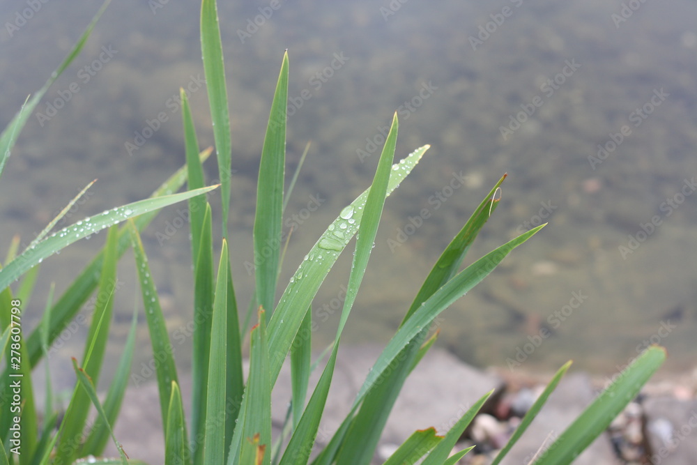 Fototapeta premium Soft green grass with raindrops on a pond