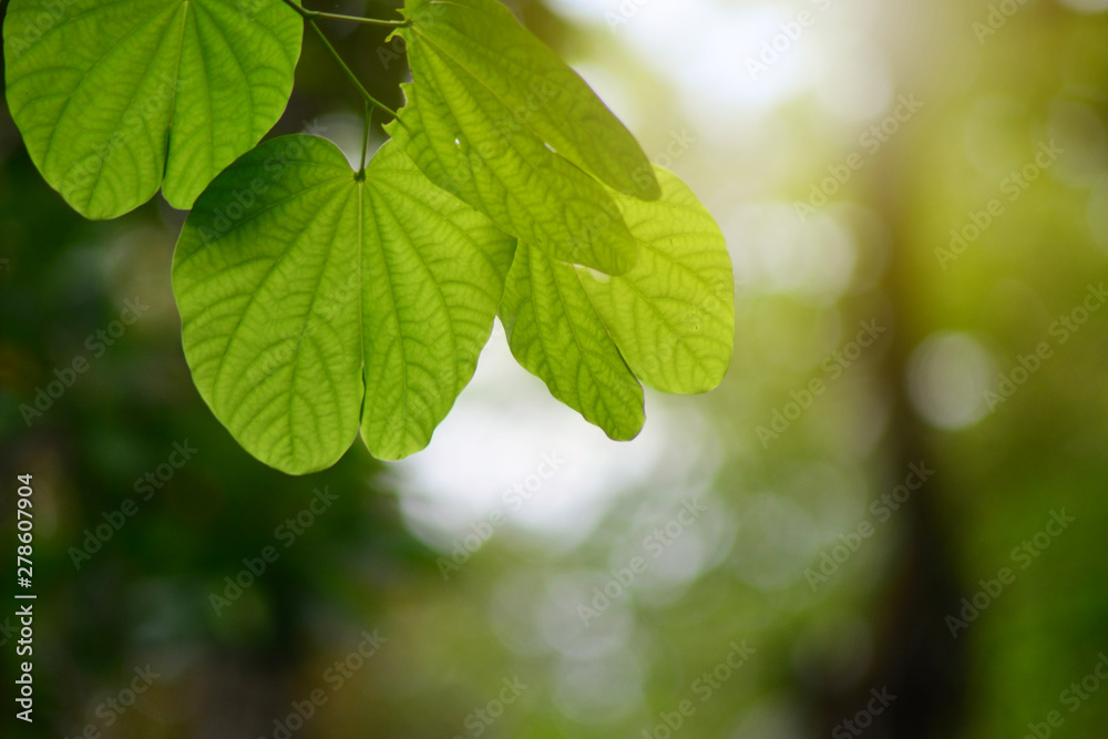 Beautiful sunlight blurred green leaf nature in garden background. Beautiful sunlight blurred green leaf nature in garden background.