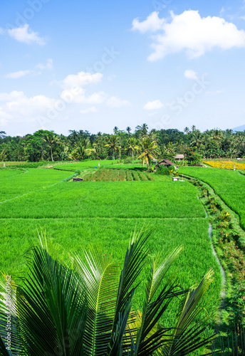 Rice fields in the jungle on the island of Bali in Indonesia. The rice terrace with the green rice in the background of palm trees and mountains